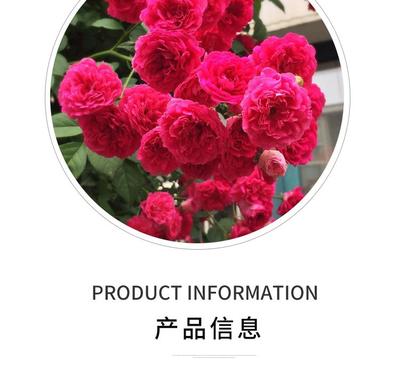 泰州甜蜜红木香花苗爬藤植物花卉盆栽四季特大花浓香攀爬白黄木香花苗