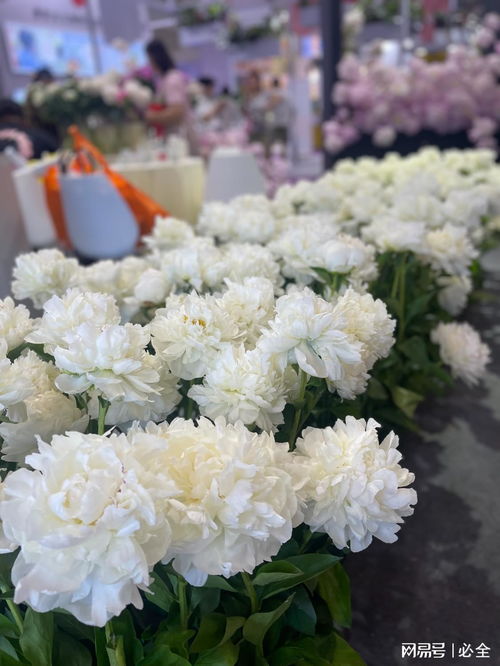 第二十六届中国国际花卉园艺展览会上的精品花卉图片