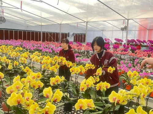 连城县兰沁园花卉产业园正式开园