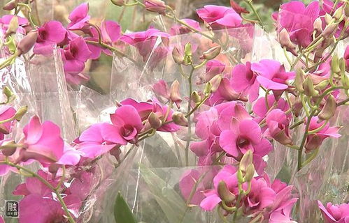 固安花卉市场复工营业 年宵花卉成热卖商品