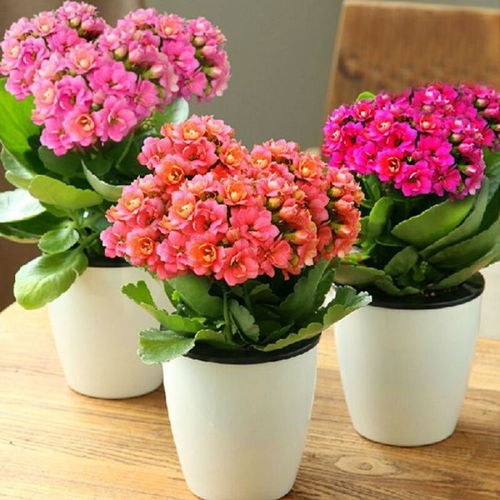 【浦东新区室内花卉摆租】- 
