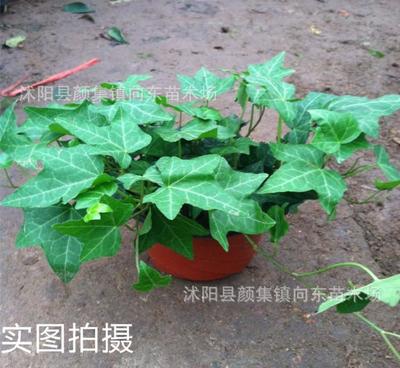 室内盆栽净化空气植物 四季常青花卉 吸甲醇 防辐射 常春藤