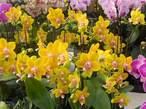 固安 年宵花俏迎新春 花卉市场 年味 浓