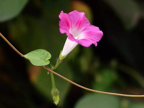那些,陪我们一起长大的花儿