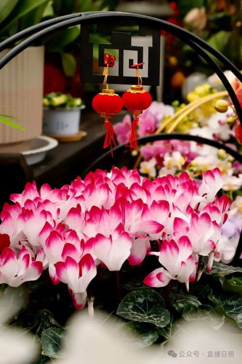 红火喜庆 日照花卉市场迎来销售旺季