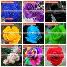 【淘宝花卉】最新最全淘宝花卉 产品参考信息