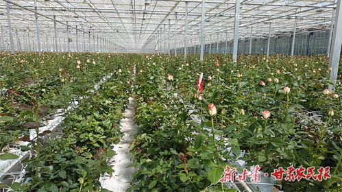 鲁鸿宙 深耕现代花卉产业 以实干践行责任与担当