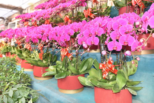 景县 五彩花卉迎新春 花卉市场人气旺 央广网