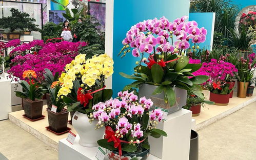 丰台区7大花卉市场备货充足, 五芳献瑞 成热门年宵花