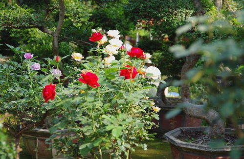 山东青州花卉批发市场 f
