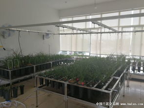 大理滇兰花卉申请卖家