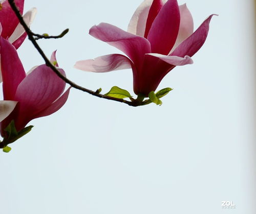 花卉系列