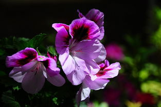 小区随拍 花卉