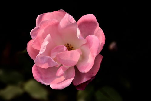 2024花卉植物赏析