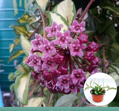 3款花堪称 花中精品 ,好看又好养,一年开花几次,室内盆栽也可以