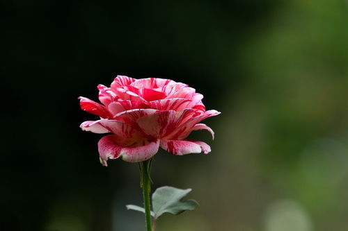 花卉随拍44