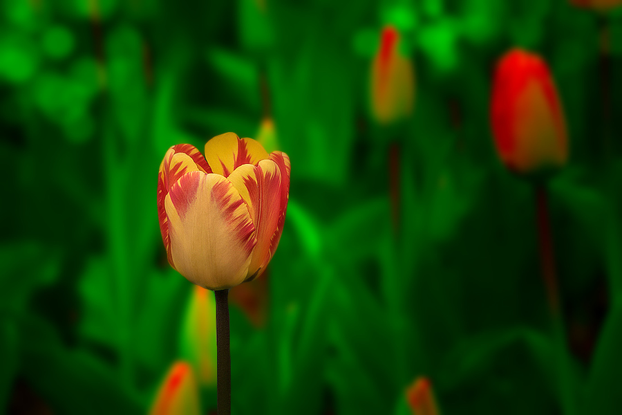花卉9