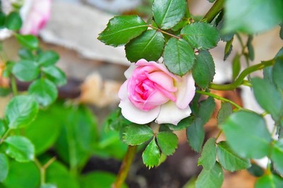 花卉摄影练习|摄影|静物|missLois 