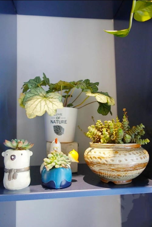与花相伴 这份 合肥精品花店指南 ,让你在寒冬也能寻觅出一片春天