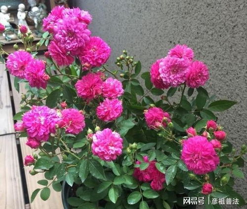 李小姐养1盆 开花机器 ,一年开花300多天,好养又漂亮,还特香