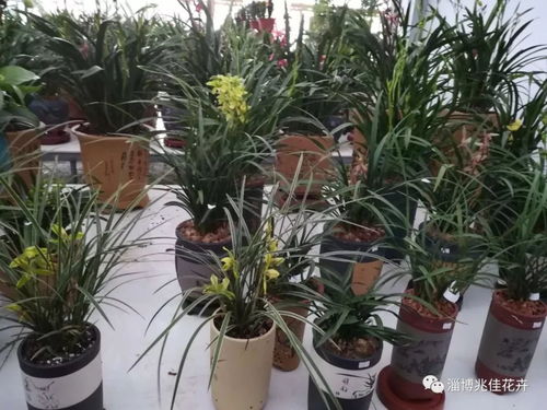 年宵花特惠 精品花卉买一赠百合啦