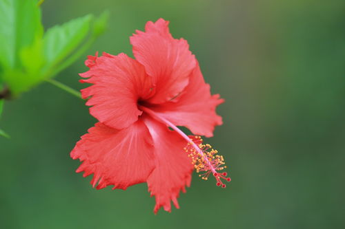 拍摄花卉一 348