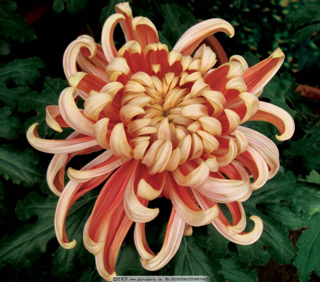 花卉菊花图片