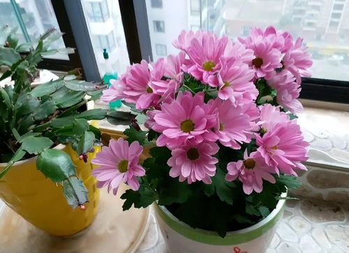 未来2个月新买的花要静养,牢记 3点 ,个个都能养成精品