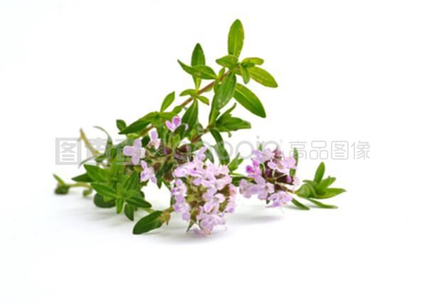 Thyme