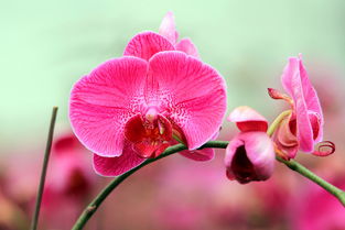 适马长焦微距 花卉组图