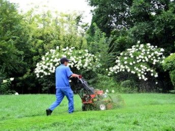 图 河东区专业除野草公司 公司除野草 空地除草 工地除草 天津鲜花绿植
