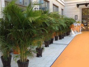 图 四川成都青羊区办公室植物绿植盆栽租摆出租公司 成都鲜花绿植
