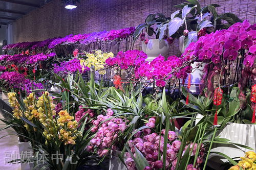 春节将至 我县花卉市场 春意浓