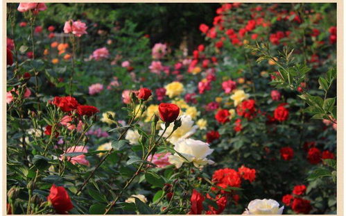 四季开花玫瑰花苗花卉盆栽绿植物室内花月季牡丹蔷薇苗
