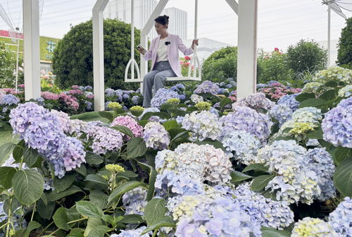 绣球版 莫奈花园 来啦 北京世界花卉大观园铺梦幻花海