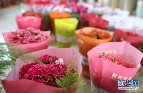 辽宁鞍山 花卉市场人气渐旺