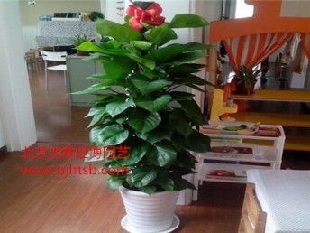 图 北京海淀区绿植租赁花卉销售公司 北京鲜花绿植