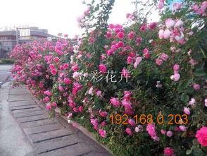 立彩 鲁冰花批发商 鲁冰花供应商 大花蔷薇供应商,立彩 鲁冰花批发商 鲁冰花供应商 大花蔷薇供应商生产厂家,立彩 鲁冰花批发商