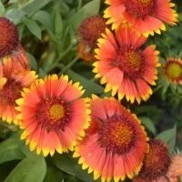 景观花海花卉种子 厂家直销花种批发花环菊三色菊茼蒿菊 买花种图片_高清图_细节图-酒泉康达农副产品专业合作社