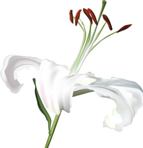 白百合花卉