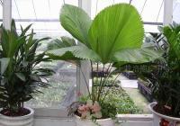 供应无土盆栽花卉植物批发价供应_农副产品_世界工厂网中国产品信息库